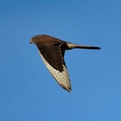 User avatar for Simon Peck