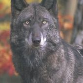 User avatar for Michael Mc Phillips