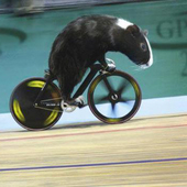 User avatar for Vanessa Amodeo