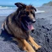 User avatar for Amanda Wayman