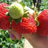 User avatar for Dart Russell