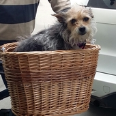 User avatar for Ros Dawson