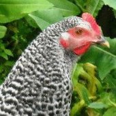 User avatar for Ian Lett