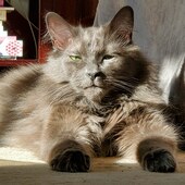 User avatar for Rhys Platt