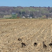 User avatar for Francine Rabouin