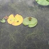 User avatar for Corentine Navennec