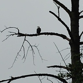 User avatar for Vince Bruscas