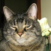 User avatar for Chantal Beauchamp