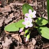 User avatar for Cocotte Caktus