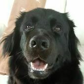 User avatar for FRANCE ROY