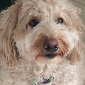 User avatar for Venkat Anganagari