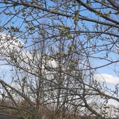 User avatar for Annet Veltman-Wanrooij