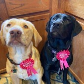 User avatar for Joel A Gallihue