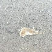 User avatar for Daniel Wareing