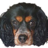 User avatar for Rachel Machkevitch