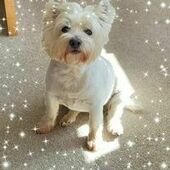 User avatar for Linda Simpson