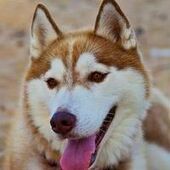 User avatar for Robert Mc Laren