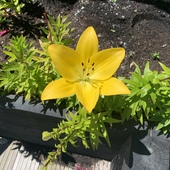 User avatar for Stacey Donn