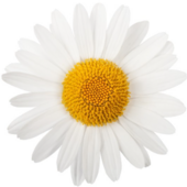 User avatar for Caroline Courtney