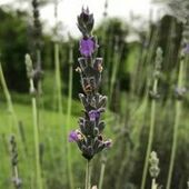 User avatar for Bridgette Bolton Johnson