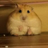 User avatar for Angela Sun