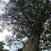 User avatar for Alison Aluni