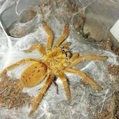 User avatar for Dean Vandermerwe