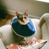 User avatar for Bonnie 🐈