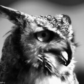 User avatar for suzie kaufman