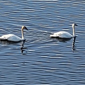 User avatar for Rachel Chinitz