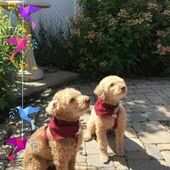 User avatar for Denis Labbé