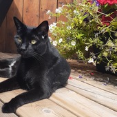 User avatar for Denis St Jacques