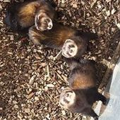 User avatar for Edam Yearone Bca