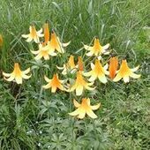 User avatar for Carole Simoneau