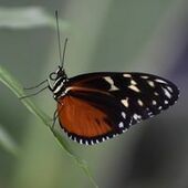 User avatar for Annie Kingsley