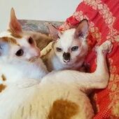 User avatar for Daniel Dan