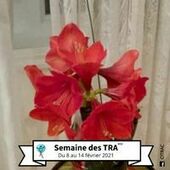 User avatar for Chantal Morissette