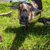 User avatar for Gabe B.