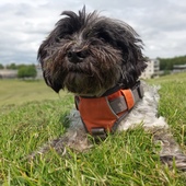 User avatar for Andrew Goodsell