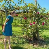 User avatar for Aubrey Cyphert