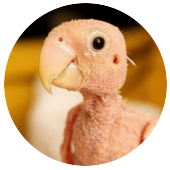 User avatar for Shane Raidal