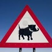 User avatar for Will Steel