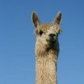 User avatar for Ann Weir