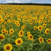 User avatar for Andrea Preston