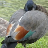 User avatar for Christian Cosgrove