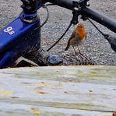 User avatar for Christine Thomas