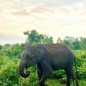 User avatar for Beka Oliverka