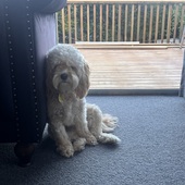 User avatar for Callie Schaumkel