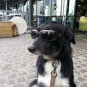 User avatar for Lee Moscovitch