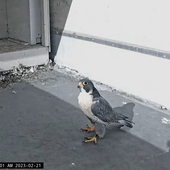 User avatar for Alice Voulfson